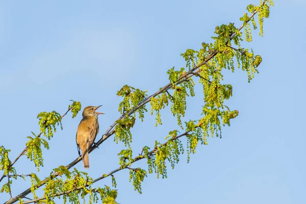 Great Reed Warbler Acrocephalus Arundinaceus Small Migratory Bird Light Brown — Fotografia de Stock