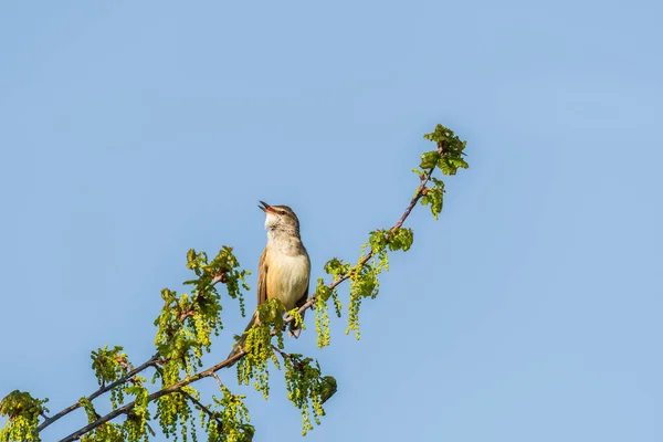 Большая Тростниковая Камышовка Acrocephalus Arundinaceus Маленькая Перелетная Птица Светло Коричневым — стоковое фото