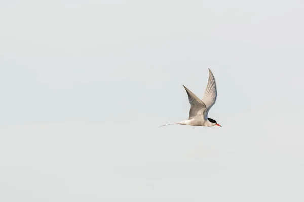 Common Tern Sterna Hirundo Medium Sized Migratory Water Bird Gray — Fotografia de Stock