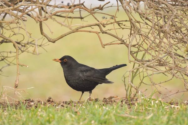 Common blackbird - (Turdus merula) a medium-sized bird with black plumage and an orange beak. The bird pokes its beak in the grass and searches for food during the day.