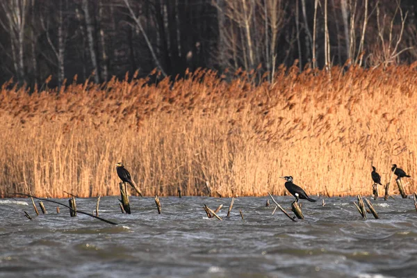 Great Cormorant Phalacrocorax Carbo Large Waterfowl Sitting Stilts Protruding Water — Zdjęcie stockowe