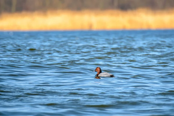 Common Pochard Aythya Ferina Medium Sized Water Bird Brown Head — Stockfoto
