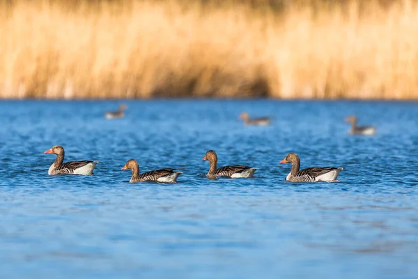 Greylag Goose Anser Anser Large Water Bird Geese Swim Together — Stockfoto