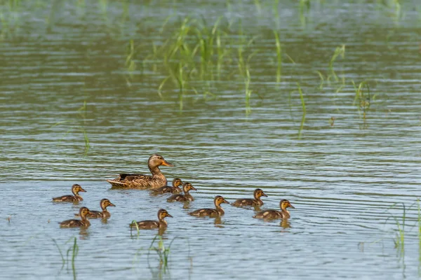 Mallard Anas Platyrhynchos Large Water Bird Brown Plumage Female Young — Fotografia de Stock