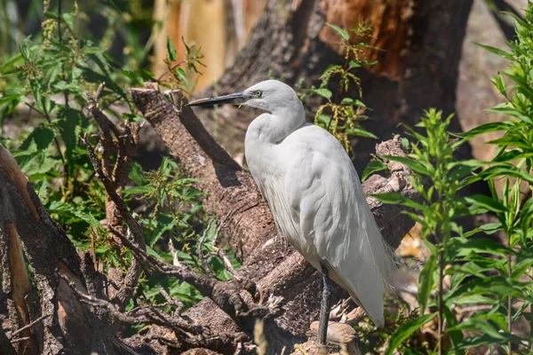 Little Egret Egretta Garzetta Large Water Bird White Plumage Long — Zdjęcie stockowe