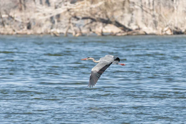 Gray Heron Ardea Cinerea Large Water Bird Male Mating Black — Stockfoto