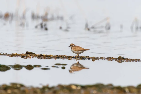 Little Ringed Plover Charadrius Dubius Small Bird Brown Wings White — Foto de Stock