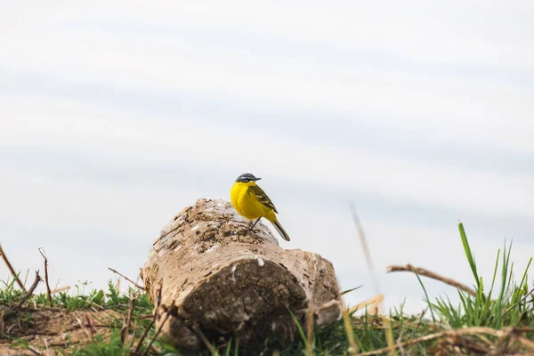 Western Yellow Wagtail Motacilla Flava Small Bird Yellow Plumage Sits — Stockfoto