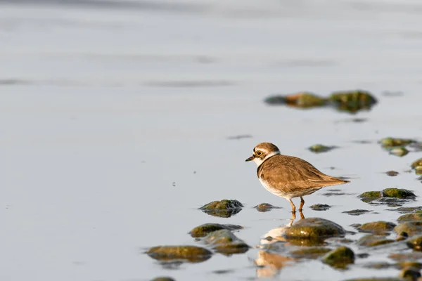 Little Ringed Plover Charadrius Dubius Small Bird Brown Wings White — Foto de Stock