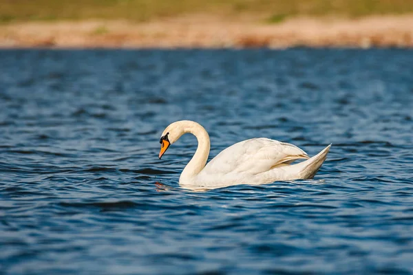 Mute Swan Cygnus Olor Large Water Bird White Plumage Orange — Stockfoto