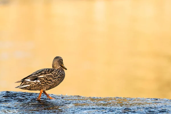 Mallard Anas Platyrhynchos Female Medium Sized Water Bird Duck Family — Fotografia de Stock