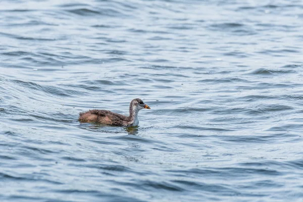 Eurasian Coot Fulica Atra Medium Sized Water Bird Young Bird — Stockfoto