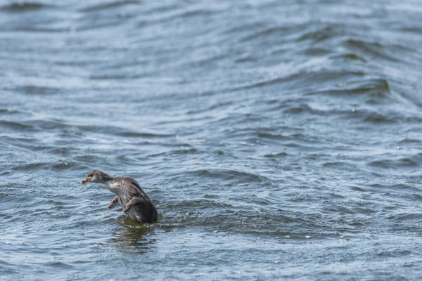 Eurasian Coot Fulica Atra Medium Sized Water Bird Young Bird — Stockfoto