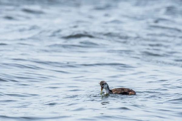 Eurasian Coot Fulica Atra Medium Sized Water Bird Young Bird — Stockfoto