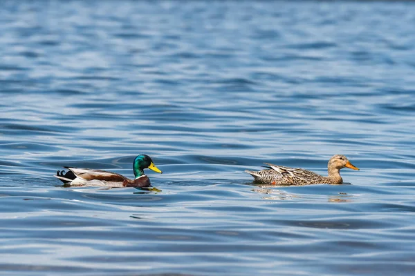 Mallard - Anas platyrhynchos - a medium-sized water bird from the duck family, a male with a green head and yellow beak, and a brown female swim together on the calm water of the lake.