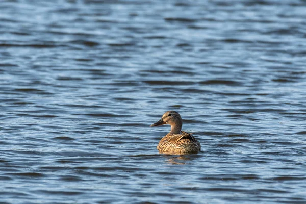 Mallard Anas Platyrhynchos Medium Sized Water Bird Duck Family Female — Fotografia de Stock