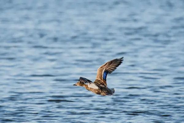 Mallard Anas Platyrhynchos Medium Sized Water Bird Duck Family Female — Zdjęcie stockowe