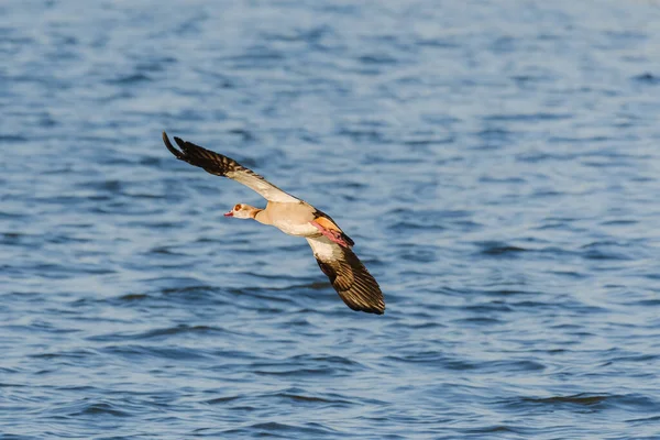 Egyptian Goose Alopochen Aegyptiaca Large Water Bird Duck Family Flies — Stockfoto