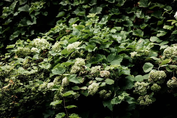 Green leaf texture. Plants texture background