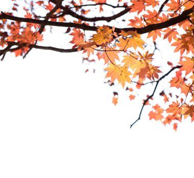 Kırmızı ve turuncu akçaağaç yaprakları dalda, akçaağaç yaprakları dökülen yapraklar arka planda beyaz kullanımda