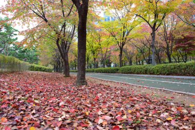 Renkli sonbahar yaprakları yerde halı, ağaçlar ve yürüyüş yolu Kore 'de halka açık parkta egzersiz için.