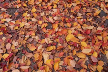 Kuru sonbahar yaprakları kırmızı, turuncu ve kahverengi renklerle ormandaki ağacın altına düştü, doğal mevsimlik arka plan