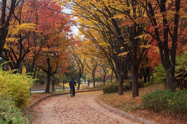 Bunte Herbstblätter Mann Radelt Durch Herbstallee Rote Ahornbäume Öffentlichen Park — Stockfoto