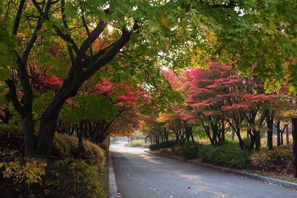 Bunte Herbstblätter Auf Den Boden Gefallen Herbstallee Weg Durch Rotahorn — Stockfoto