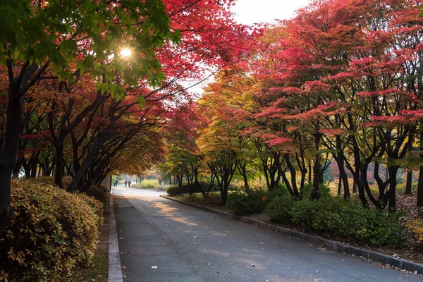 Colorful Autumn Leaves Fallen Ground Autumn Alley People Walking Pathway — Photo