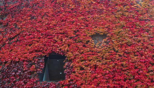 Climbing plant with red ivy leaves in autumn on the old brick wall with window on building, autumn seasonal background