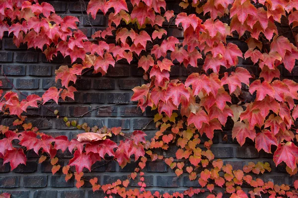 Climbing Plant Red Ivy Leaves Autumn Old Brick Wall Building — Stock Photo, Image