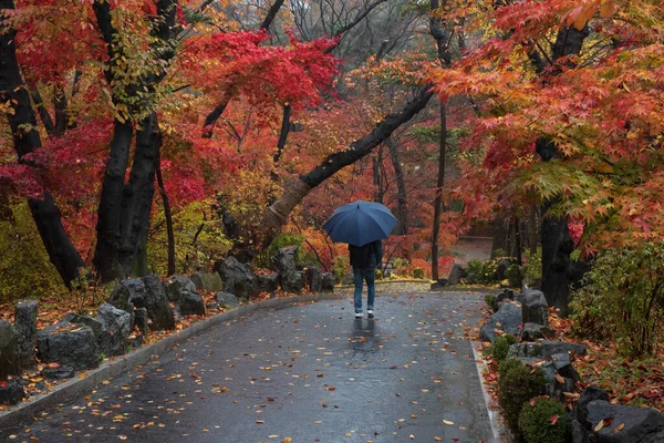 Young man with umbrella walking along the street through colorful autumn forest, maple tree alley in rainy day, autumn rain concept, seasonal background