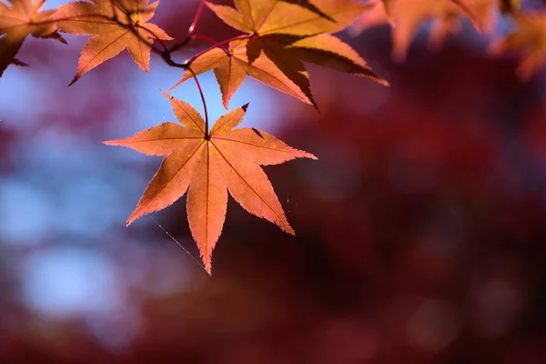 Red orange maple autumn leaves glowing against sunlight on branch  with blurred red leaves and bokeh for autumn background, maple leaves on peak autumn November.