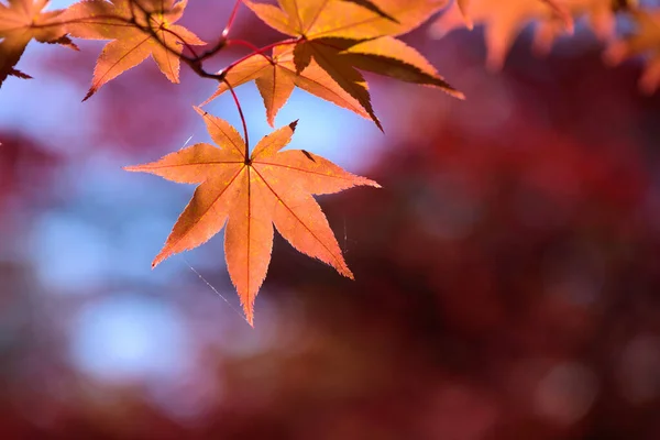 Red orange maple autumn leaves glowing against sunlight on branch  with blurred red leaves and bokeh for autumn background, maple leaves, fall color on peak autumn November.