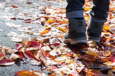 Erkek bacakları çizmede, sonbahar yapraklarıyla cadde boyunca yürüyor. Sonbahar ormanlarında arka plan için yerde halı var. Kapatın.