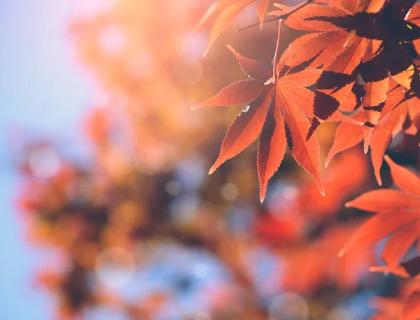 Red orange maple autumn leaves against sunlight  with blurred red leaves and sweet bokeh, plenty of copyspace for autumn background, greeting card or bookmark, maple leaves, fall color on peak autumn.
