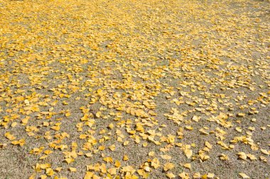 Ginkgo biloba sonbahar yaprakları, ginkgo ya da gingko, sonbahar ormanındaki bakir saç ağacı yere düştü, sonbahar arkaplanı.