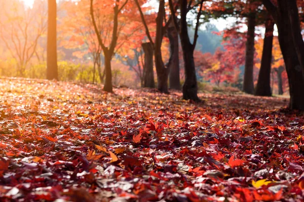 Beautiful fallen red orange yellow autumn maple leaves glowing against morning sunlight covering the forest ground as red carpet with colorful bokeh, autumnal background