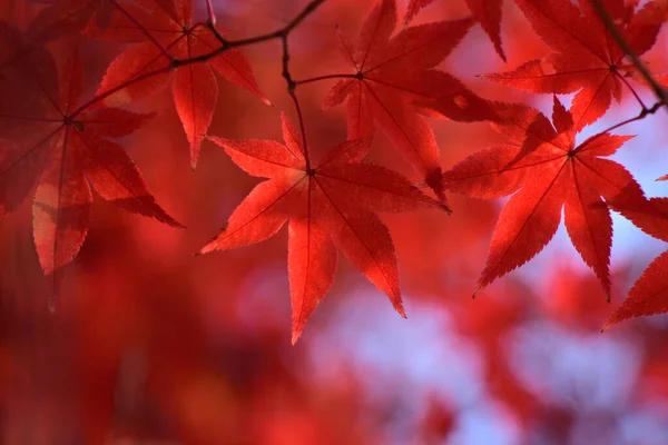 Beautiful Red Maple Leaves Branch Autumn Forest Glowing Sunlight Autumn — 图库照片