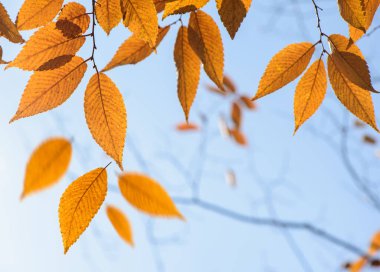 Sonbahar kayın yaprakları, dallardaki sarı yapraklar mavi gökyüzüne karşı kopyasıyla birlikte ağaçtan düşüyor, sonbahar arkaplanı veya tebrik kartı için kullanışlı