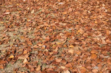 Kuru sonbahar yaprakları sonbahar ormanlarında yere düşer.