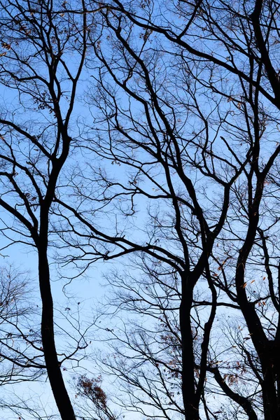 Φθινόπωρο Φόντο Κλαδιά Σιλουέτα Και Κορμό Δέντρο Κατά Μπλε Του — Φωτογραφία Αρχείου