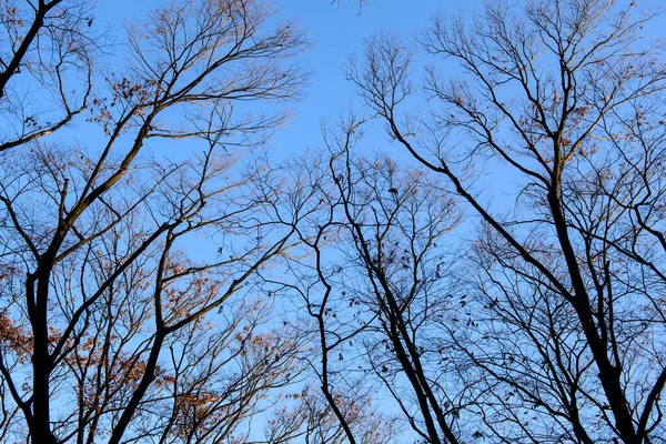 Autumn Forest Background Silhouette Branches Tree Trunk Blue Sky Autumn — kuvapankkivalokuva