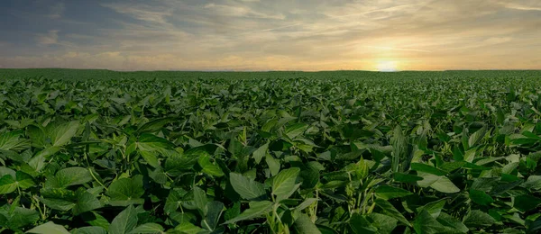日没時の農業用大豆プランテーション 太陽光に対する緑栽培大豆植物 — ストック写真