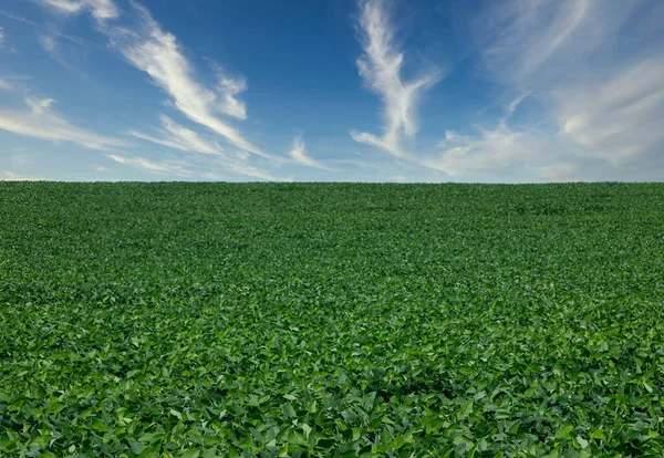 Mavi Gökyüzünde Tarım Soya Tarlası Güneş Işığına Karşı Yeşil Büyüyen — Stok fotoğraf