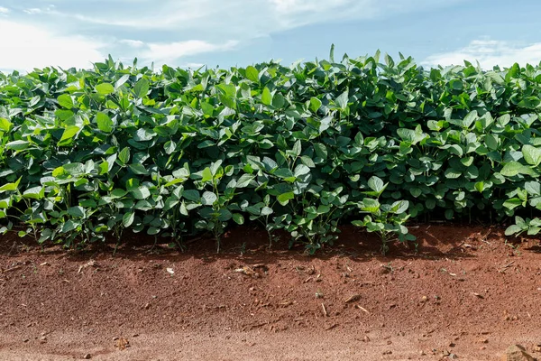 青空の農業大豆プランテーション 太陽光に対する緑成長大豆植物 — ストック写真