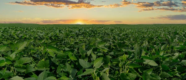 日落时的农业大豆种植园 绿色种植大豆植物抵御阳光 图库图片