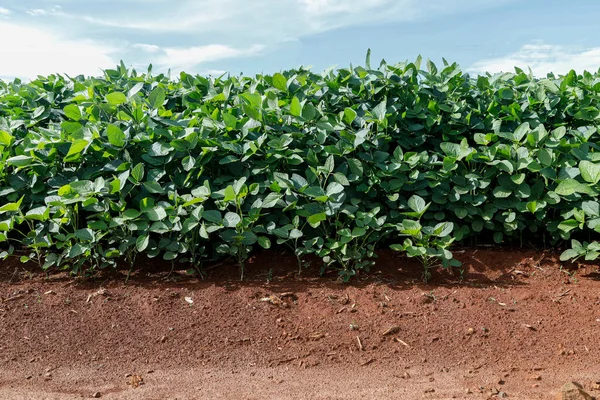 Plantación Soja Agrícola Cielo Azul Planta Soja Verde Crecimiento Contra Fotos De Stock