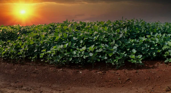 日没時の農業用大豆プランテーション 太陽光に対する緑栽培大豆植物 — ストック写真