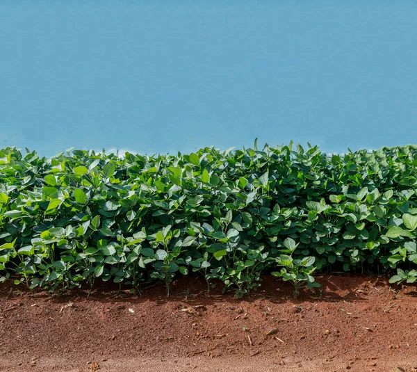 青空の農業大豆プランテーション 太陽光に対する緑成長大豆植物 — ストック写真